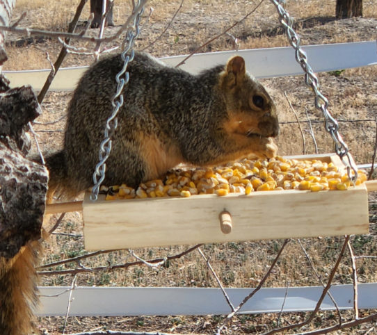 Building a platform bird feeder