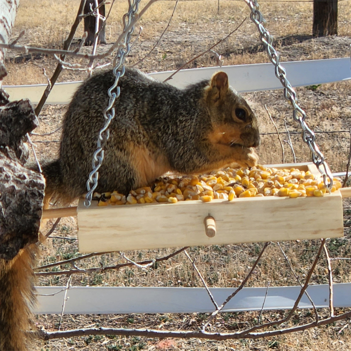 Building a platform bird feeder